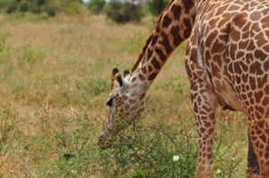 Giraffe Manor Nairobi