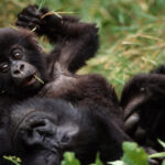 Meet the Nyakagezi Gorilla Family of Mgahinga