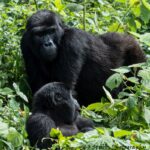 Best Places to Go for Gorilla Trekking in 2025