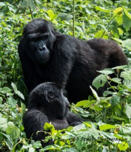 Best Places to Go for Gorilla Trekking in 2025