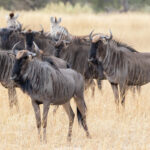 Best Time to Witness the Great Wildebeest Migration in Tanzania