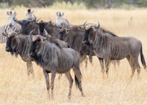 Best Time to Witness the Great Wildebeest Migration in Tanzania