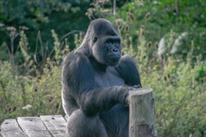 46628737834_ca1efc46f9_b