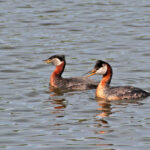 Gishwati–Mukura National Park Rwanda