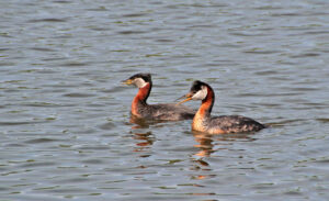 Gishwati–Mukura National Park Rwanda