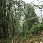 Gorilla Trekking Procedure