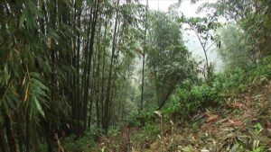 Gorilla Trekking Procedure