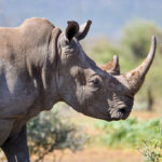 Tracking White Rhinos in Akagera National Park – Rwanda’s Conservation Triumph