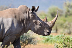 Tracking White Rhinos in Akagera National Park – Rwanda’s Conservation Triumph