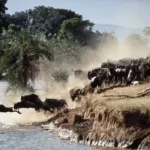 5-Day Kenya–Tanzania Migration Adventure