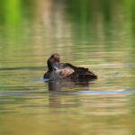Tourist Activities on the Congo Nile Trail