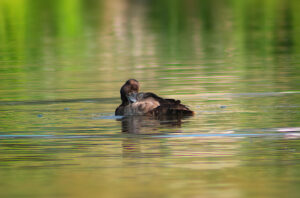 Tourist Activities on the Congo Nile Trail