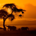 Best East Africa Tours and Safaris