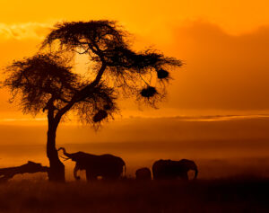 Best East Africa Tours and Safaris