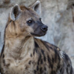 Are There Wolves in Uganda?