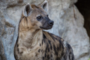 Are There Wolves in Uganda?