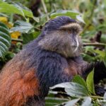 A Fascinating Behind the Scenes Look at Rwanda