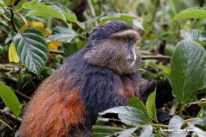 A Fascinating Behind the Scenes Look at Rwanda