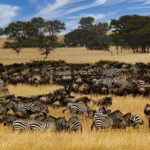 The Great Migration in Tanzania | When and Where to See It
