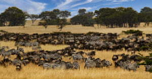 The Great Migration in Tanzania | When and Where to See It