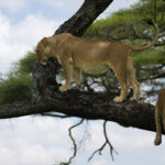 My Million-Dollar King of the Jungle Experience