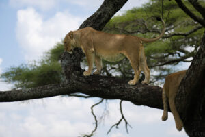 My Million-Dollar King of the Jungle Experience