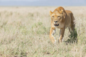 52789600086_c4afb9ac6d_c