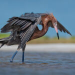 Bird Watching in Uganda – Best Time and Top Destinations for Birders