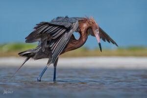 Bird Watching in Uganda – Best Time and Top Destinations for Birders