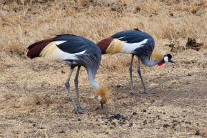 54173967574_697ac8ec01_c