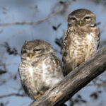 Why Uganda is Called “The Pearl of Africa”