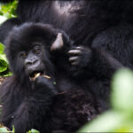 Gorilla Trekking Group Tours in Rwanda and Uganda