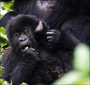 Gorilla Trekking Group Tours in Rwanda and Uganda