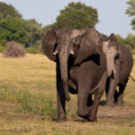 Wildlife Safaris and Tours to Rwanda | Discover the Wild Heart of the Land of a Thousand Hills