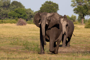 Wildlife Safaris and Tours to Rwanda | Discover the Wild Heart of the Land of a Thousand Hills