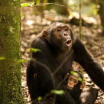 9-Day Rwanda–Uganda Primate Expedition