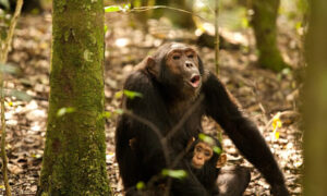 9-Day Rwanda–Uganda Primate Expedition