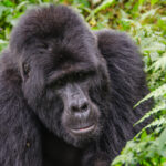 Gorilla Trekking Safari Combined with Wildlife Safaris