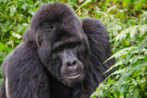 Gorilla Trekking Safari Combined with Wildlife Safaris