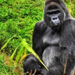A Guide to Gorilla Trekking Permits in Uganda