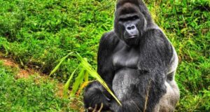 A Guide to Gorilla Trekking Permits in Uganda