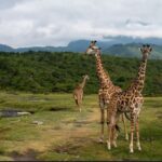 A Honeymoon Safari in Tanzania