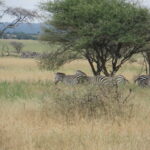 10 Travel Tips to Make Your African Safari Memorable