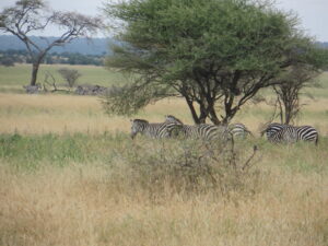 10 Travel Tips to Make Your African Safari Memorable