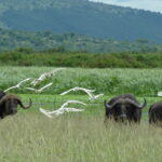 Helicopter Transfers from Kigali to Akagera National Park
