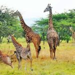 Akagera National Park: Rwanda’s Rewilding Success