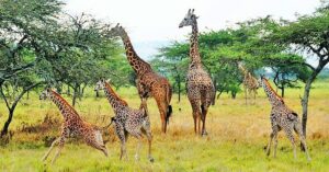 Akagera National Park: Rwanda’s Rewilding Success