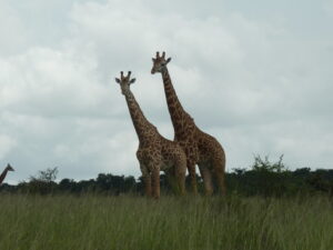 Akagera National Park5