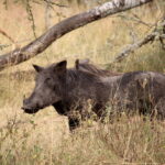 Boat Trip in Akagera National Park