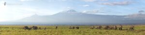 Game Viewing Safaris in Amboseli National Park in Kenya